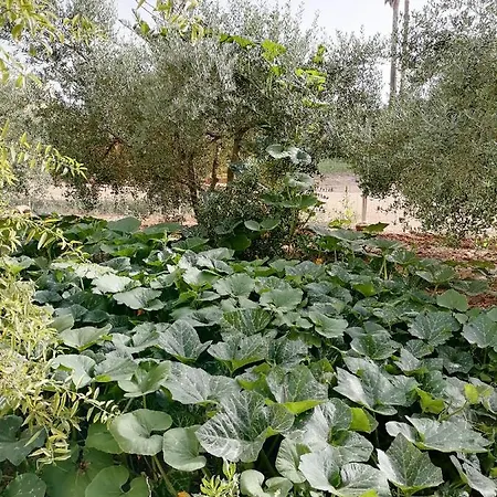 בית נופש Masia Rosalia *